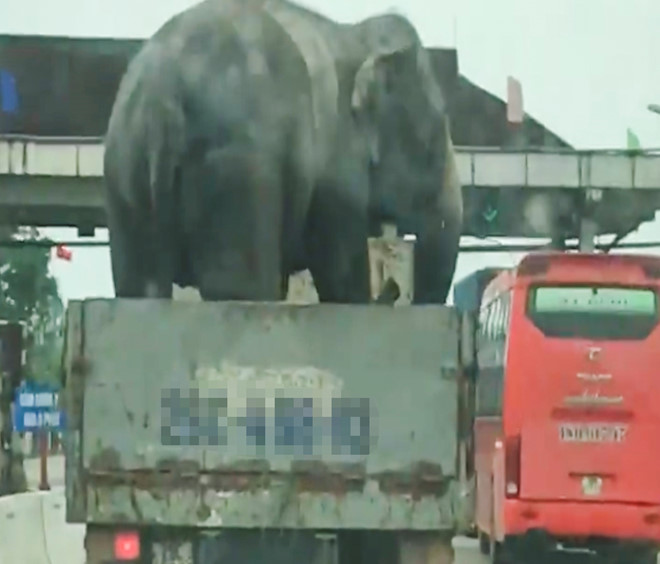 Vận chuyển voi như cún cưng giữa quốc lộ