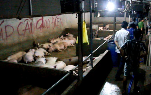 Đàn heo nằm ngủ li bì trong trại nuôi đầy vỏ thuốc an thần