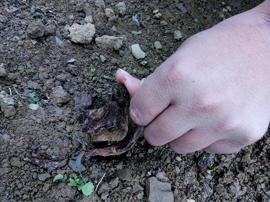 Lời kể đau nhói lòng của chàng trai dân tộc Thái bị trộm cây hồng cổ 20 năm tuổi