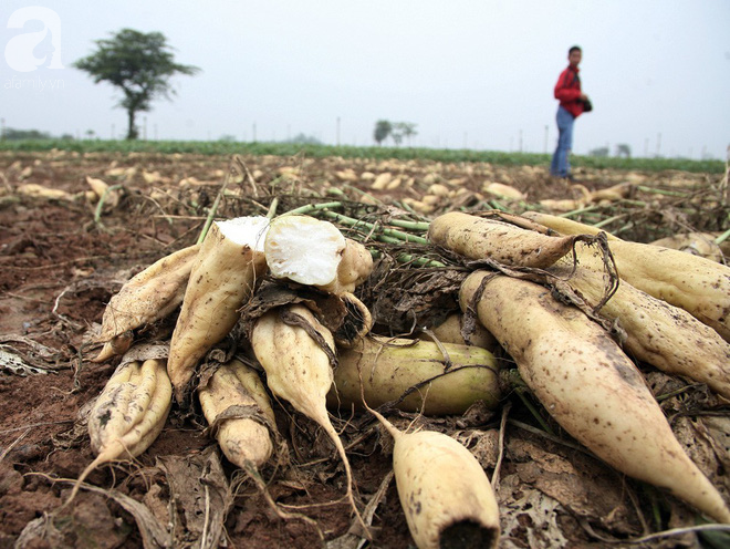 Hà Nội: CSGT giải cứu củ cải cho bà con nông dân Tráng Việt