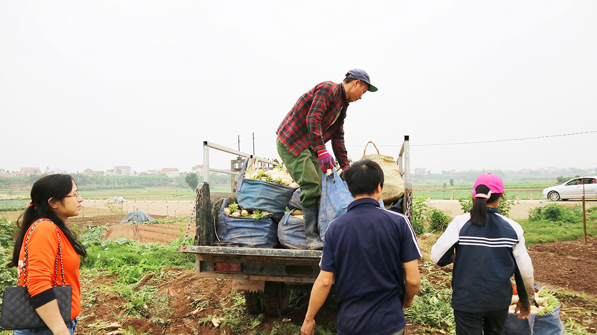 Giải cứu khẩn cấp: Củ cải tăng giá gấp 3