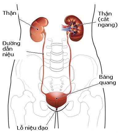 Dấu hiệu báo nhiễm trùng đường tiểu: Phát hiện sớm để ngừa suy thận và nhiễm trùng máu