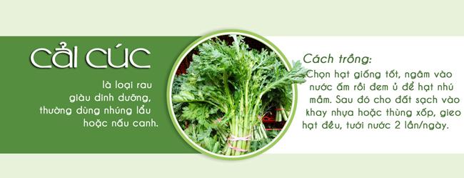 Tháng 3,4,5: Trồng rau gì vừa hợp mùa vừa có rau ăn đã miệng từ xuân sang hè