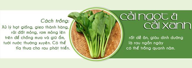 Tháng 3,4,5: Trồng rau gì vừa hợp mùa vừa có rau ăn đã miệng từ xuân sang hè