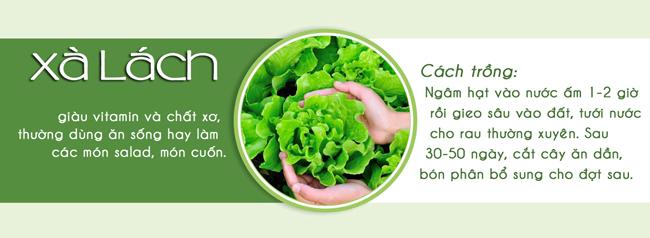 Tháng 3,4,5: Trồng rau gì vừa hợp mùa vừa có rau ăn đã miệng từ xuân sang hè