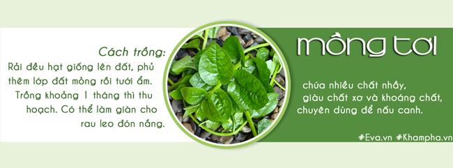 Tháng 3,4,5: Trồng rau gì vừa hợp mùa vừa có rau ăn đã miệng từ xuân sang hè