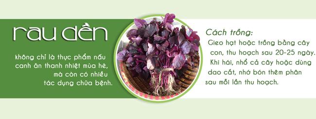 Tháng 3,4,5: Trồng rau gì vừa hợp mùa vừa có rau ăn đã miệng từ xuân sang hè