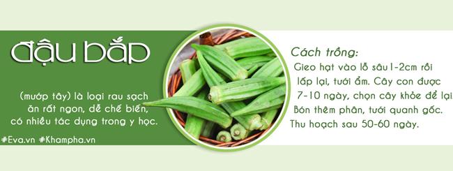 Tháng 3,4,5: Trồng rau gì vừa hợp mùa vừa có rau ăn đã miệng từ xuân sang hè