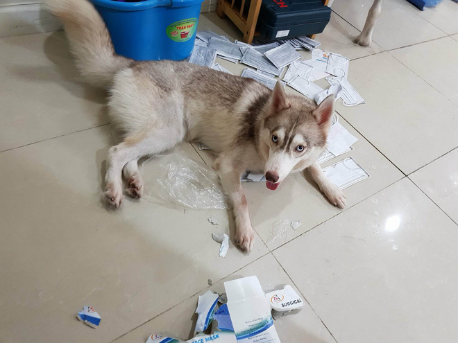 Câu chuyện cảm động về chú chó Alaska thông minh, cứu cả gia đình chủ trong đám cháy kinh hoàng tại chung cư ở Sài Gòn Câu chuyện cảm động về chú chó Alaska thông minh, cứu cả gia đình chủ trong đám cháy kinh hoàng tại chung cư ở Sài Gòn