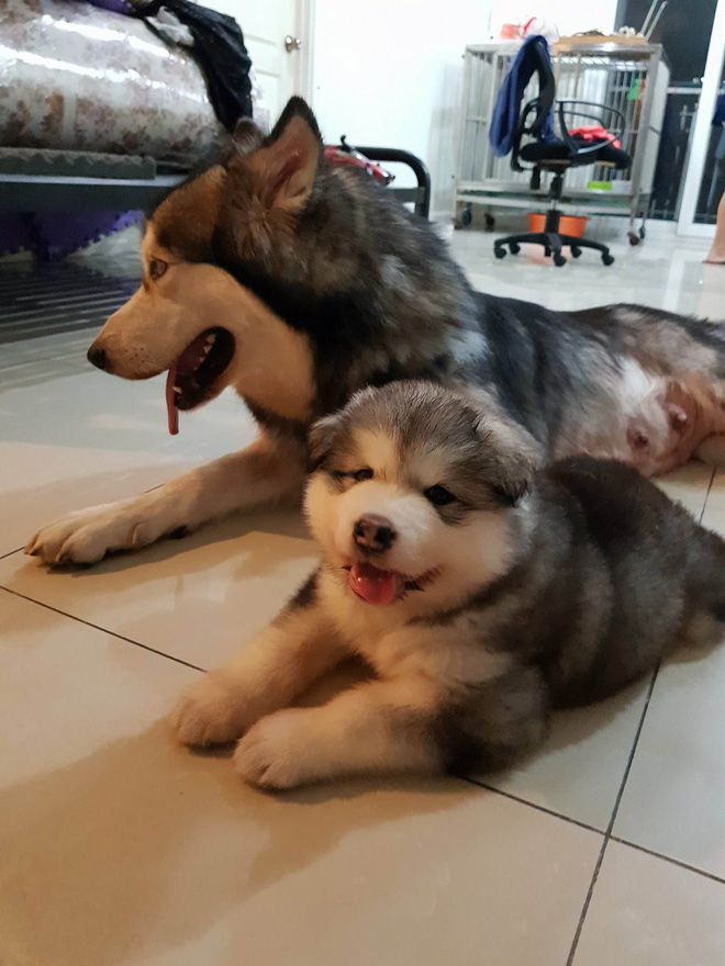 Câu chuyện cảm động về chú chó Alaska thông minh, cứu cả gia đình chủ trong đám cháy kinh hoàng tại chung cư ở Sài Gòn