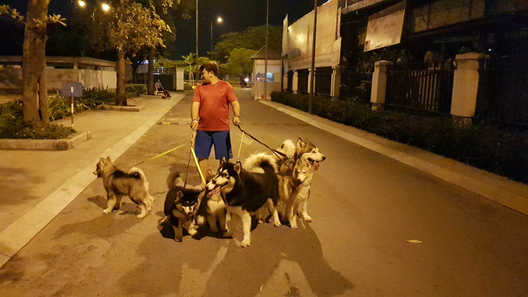 Câu chuyện cảm động về chú chó Alaska thông minh, cứu cả gia đình chủ trong đám cháy kinh hoàng tại chung cư ở Sài Gòn