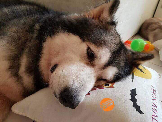 Câu chuyện cảm động về chú chó Alaska thông minh, cứu cả gia đình chủ trong đám cháy kinh hoàng tại chung cư ở Sài Gòn