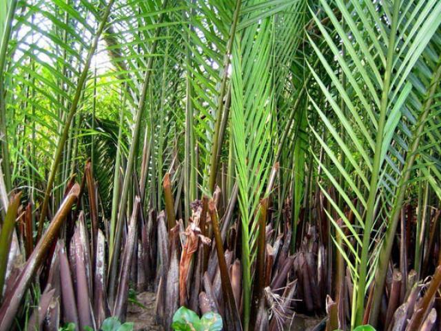 Kẻ giết người giấu xác trong bụi dừa nước lĩnh án