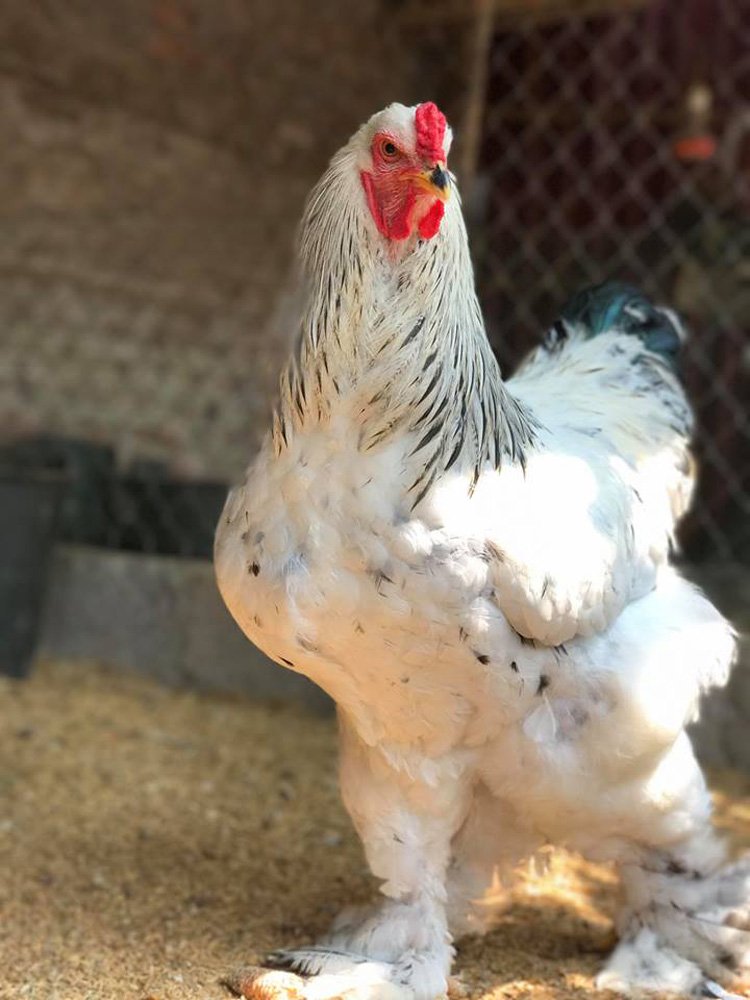 Gà khổng lồ 35 triệu/cặp: Cơn sốt hàng hiếm, dân chơi săn lùng