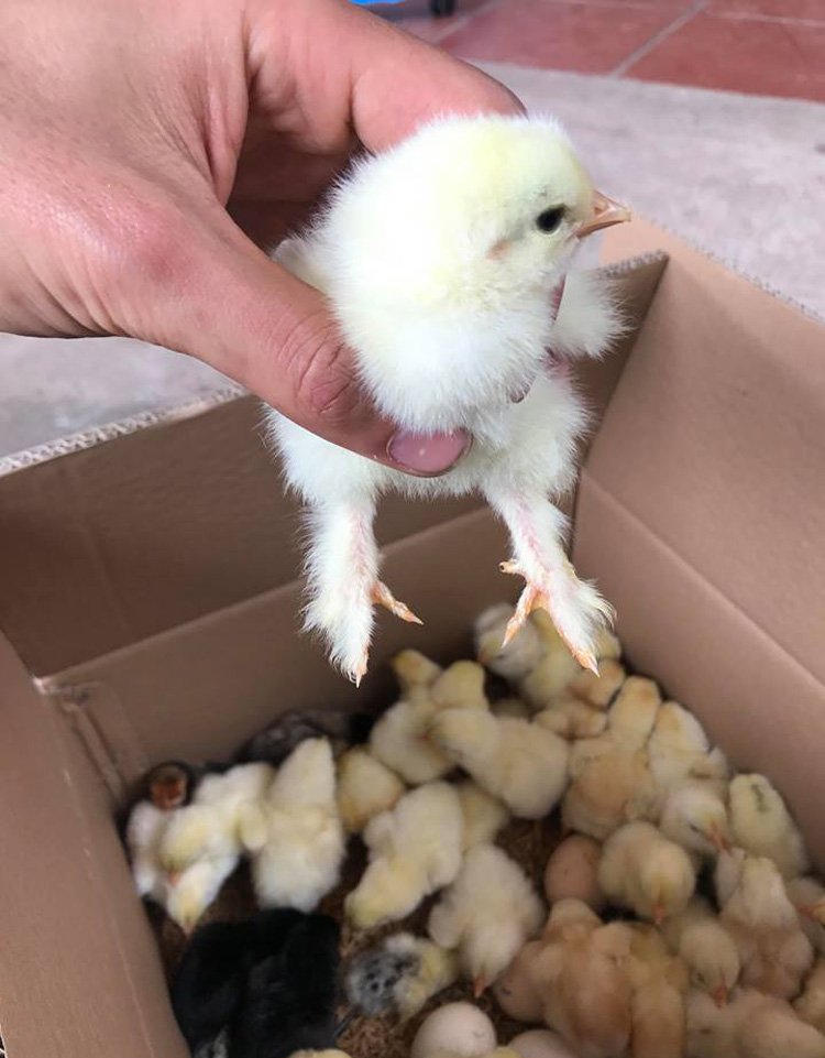 Gà khổng lồ 35 triệu/cặp: Cơn sốt hàng hiếm, dân chơi săn lùng