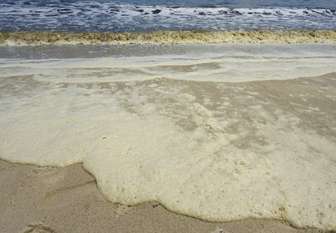 Tìm nguyên nhân nước đổi màu ở vịnh Đà Nẵng