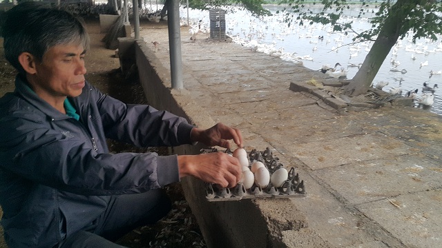 Nuôi đàn vịt đẻ siêu cao cổ 20.000 con, lãi 600 triệu/năm