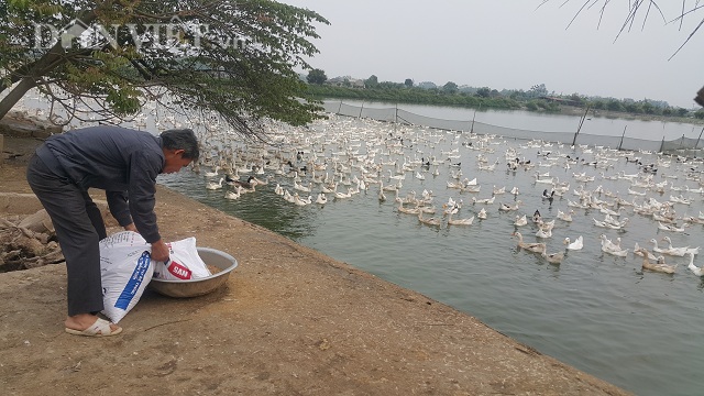 Nuôi đàn vịt đẻ siêu cao cổ 20.000 con, lãi 600 triệu/năm