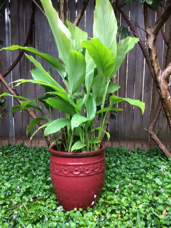 5 loại rau củ tuyệt vời vừa là thức ăn vừa là thảo dược nên trồng trong vườn nhà 5 loại rau củ tuyệt vời vừa là thức ăn vừa là thảo dược nên trồng trong vườn nhà