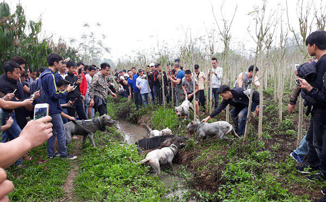 Cho chó cắn xé lợn rừng đến chết: Người chơi chó chọi coi đó là điều bình thường