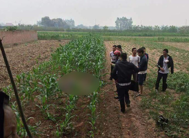 Hà Nội: Phát hiện một nam giới tử vong giữa ruộng ngô, trên người có nhiều thương tích