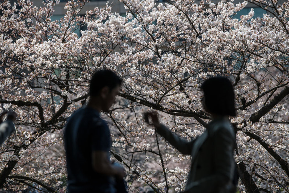 Vẻ đẹp ngất ngây của mùa hoa anh đào Nhật Bản