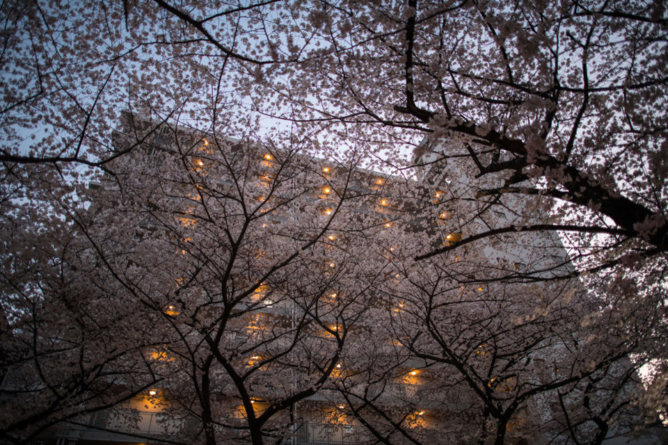 Vẻ đẹp ngất ngây của mùa hoa anh đào Nhật Bản