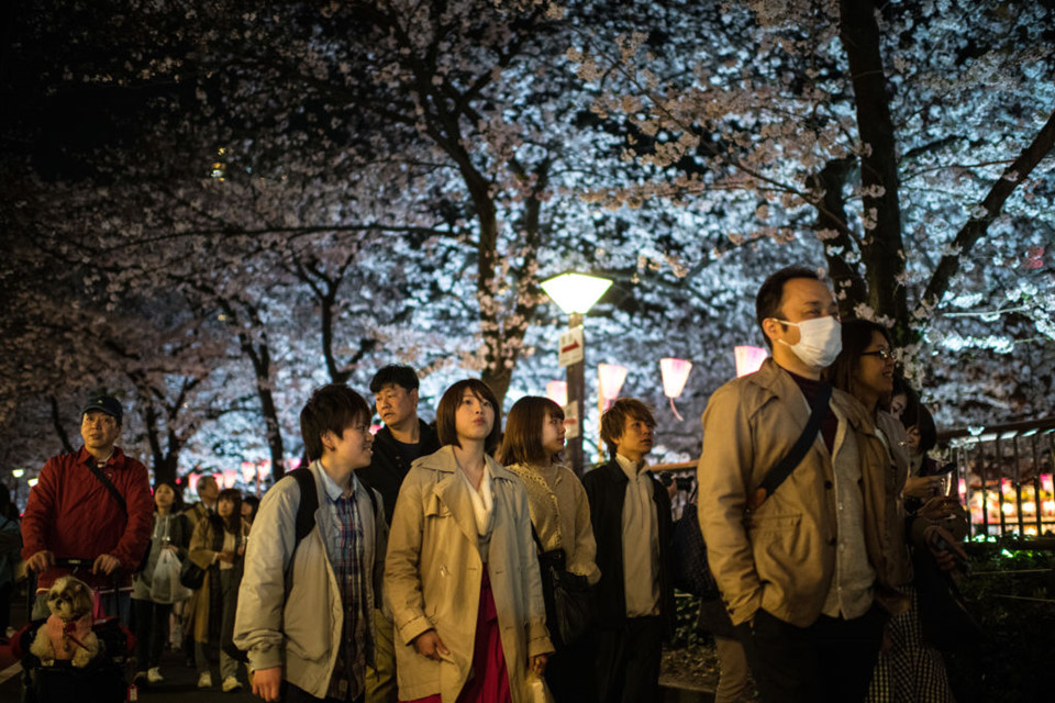 Vẻ đẹp ngất ngây của mùa hoa anh đào Nhật Bản