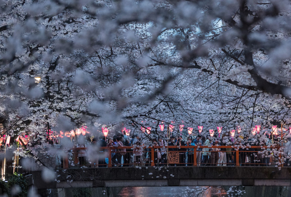 Vẻ đẹp ngất ngây của mùa hoa anh đào Nhật Bản