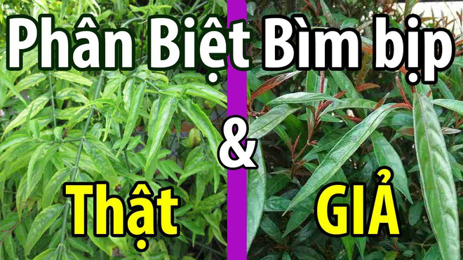 Rần rần loan tin cây xương khỉ chữa khỏi ung thư: Chuyên gia Đông y một lần nữa nói gì về điều này?