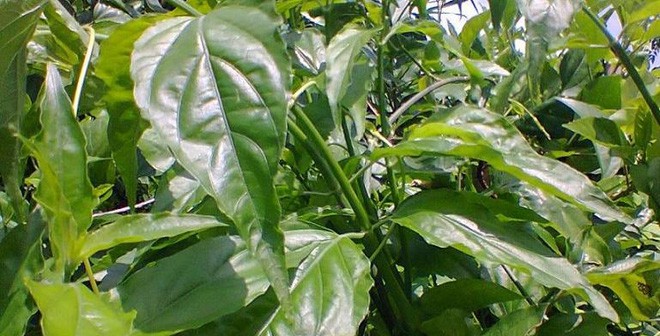 Rần rần loan tin cây xương khỉ chữa khỏi ung thư: Chuyên gia Đông y một lần nữa nói gì về điều này?