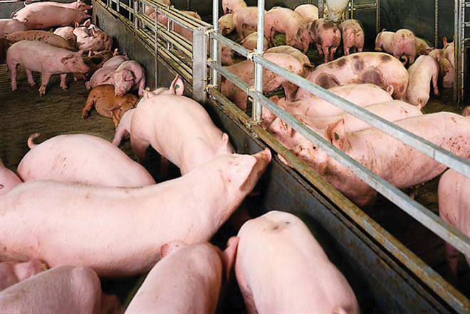 Cứu hành tím, dưa hấu, củ cải, khoai tây... đến bao giờ?