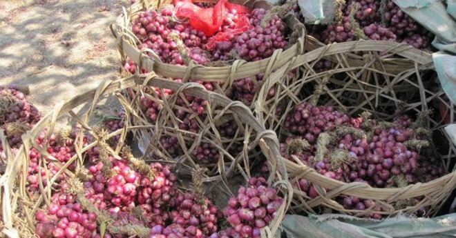 Cứu hành tím, dưa hấu, củ cải, khoai tây... đến bao giờ?