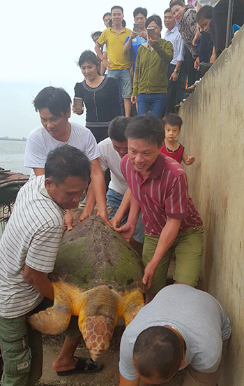 Ngư dân thả rùa quý hiếm nặng 80kg về tự nhiên