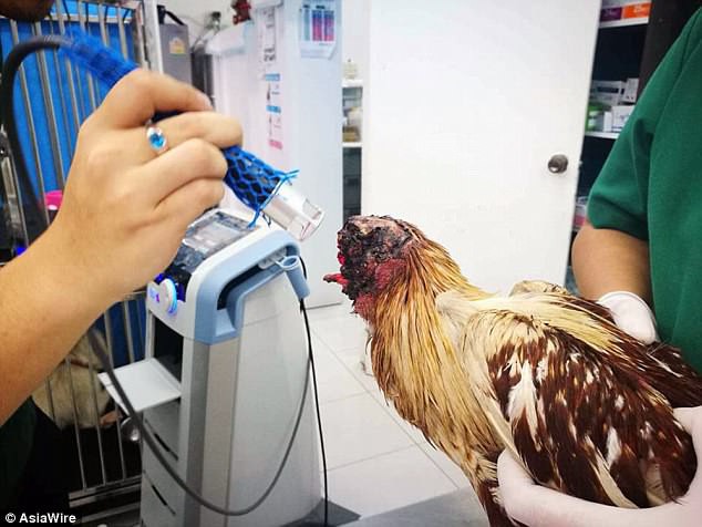 Chú gà bị chặt đầu một tuần vẫn sống, đi lại khỏe mạnh, người dân hiếu kỳ ùn ùn tới xem