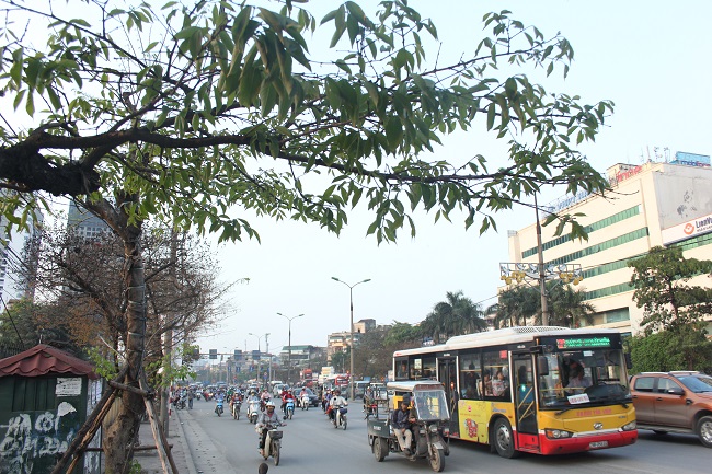 Hà Nội phố tưng bừng tươi mới trong sắc đỏ của chồi non đầu hạ Ha Noi pho tung bung tuoi moi trong sac do cua choi non dau ha