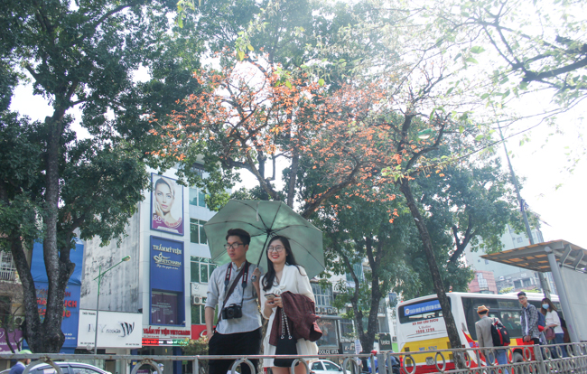Hà Nội phố tưng bừng tươi mới trong sắc đỏ của chồi non đầu hạ Ha Noi pho tung bung tuoi moi trong sac do cua choi non dau ha