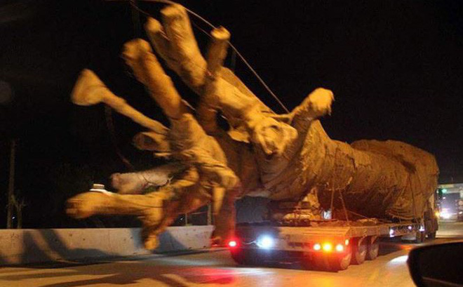 Tướng Nguyễn Hữu Dánh: Cây khủng chở trên đường không phải của tôi