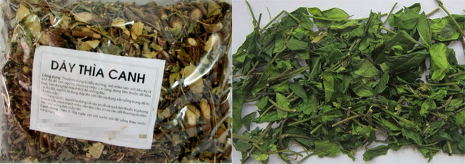 Đổ xô mua dây thìa canh trị tiểu đường: Coi chừng tiền mất tật mang vì mua dược liệu rởm