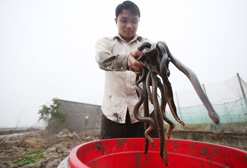 Kinh hãi đàn rắn gần 3000 con dưới đáy ao ở Hà Nội