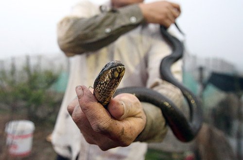 Kinh hãi đàn rắn gần 3000 con dưới đáy ao ở Hà Nội