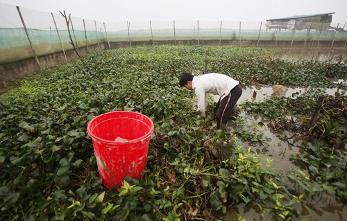 Kinh hãi đàn rắn gần 3000 con dưới đáy ao ở Hà Nội