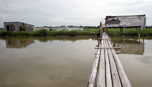 Kinh hãi đàn rắn gần 3000 con dưới đáy ao ở Hà Nội