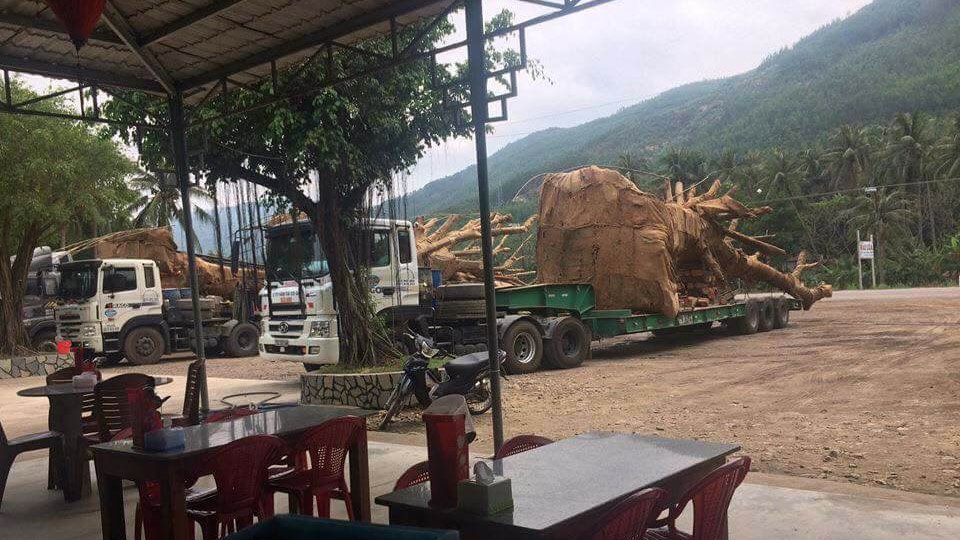 Cây như ‘quái thú’ lại vi vu trên QL1A, phạt chủ xe gần 100 triệu Cây như ‘quái thú’ lại vi vu trên QL1A, phạt chủ xe gần 100 triệu
