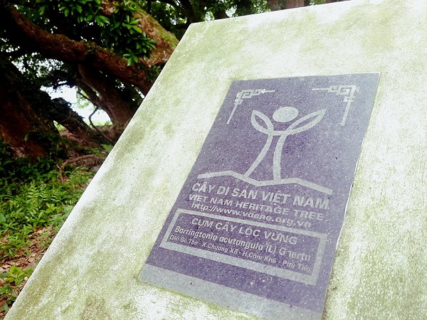 Chùm ảnh: Vườn lộc vừng cổ 90 cây nghìn năm tuổi triệu người mê