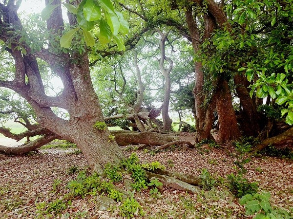 Chùm ảnh: Vườn lộc vừng cổ 90 cây nghìn năm tuổi triệu người mê