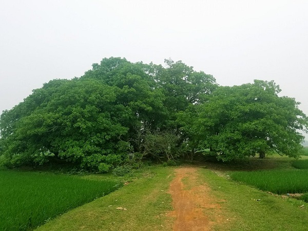 Chùm ảnh: Vườn lộc vừng cổ 90 cây nghìn năm tuổi triệu người mê