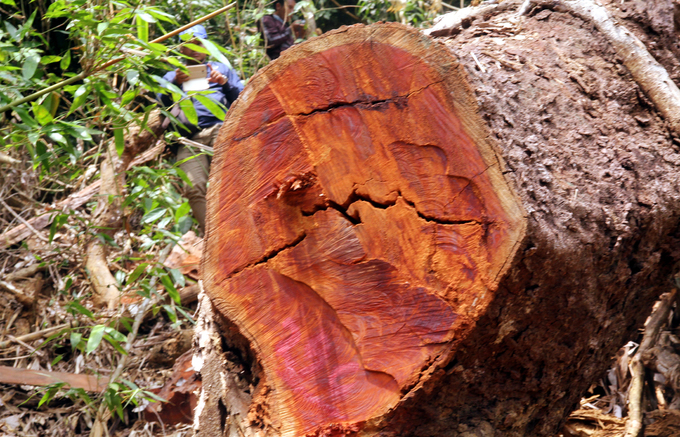 Quảng Nam truy tìm kẻ phá rừng gỗ lim xanh hàng trăm năm tuổi