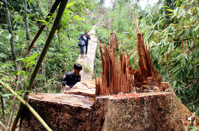 Quảng Nam truy tìm kẻ phá rừng gỗ lim xanh hàng trăm năm tuổi