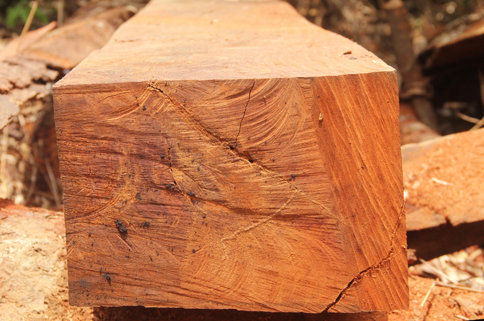 Quảng Nam truy tìm kẻ phá rừng gỗ lim xanh hàng trăm năm tuổi